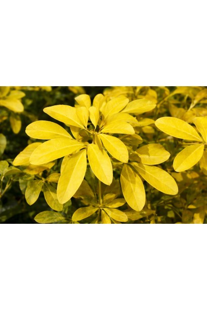 Choisya ternata Ліч молодий приріст